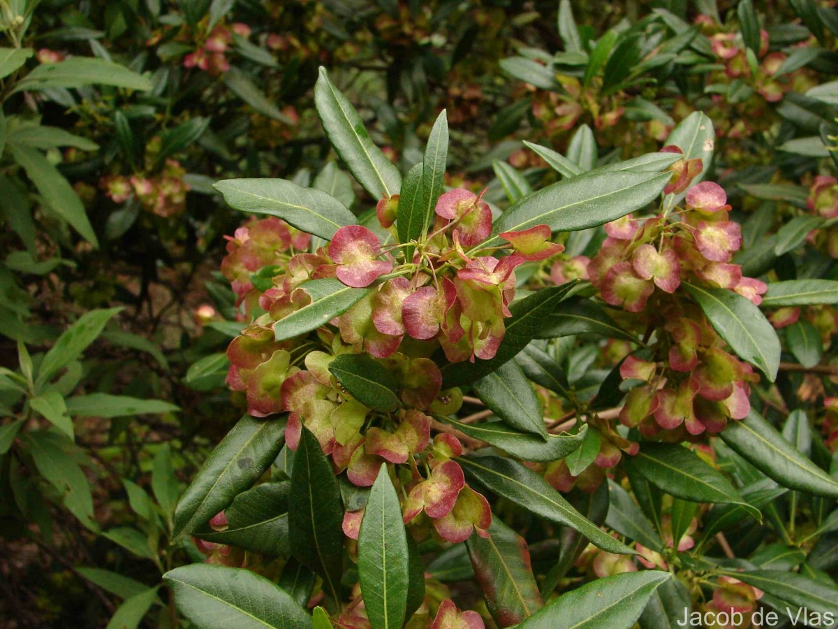 Dodonaea viscosa Jacq.